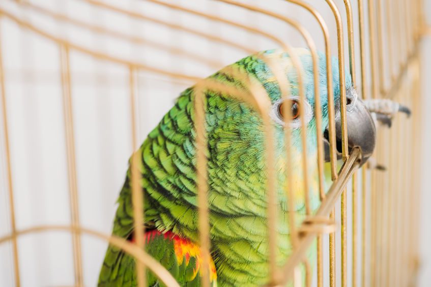 se puede colocar la jaula de un loro al aire libre