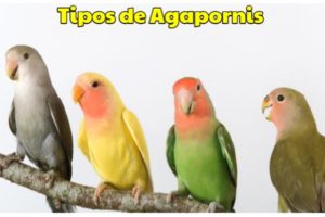 todos los tipos de agapornis