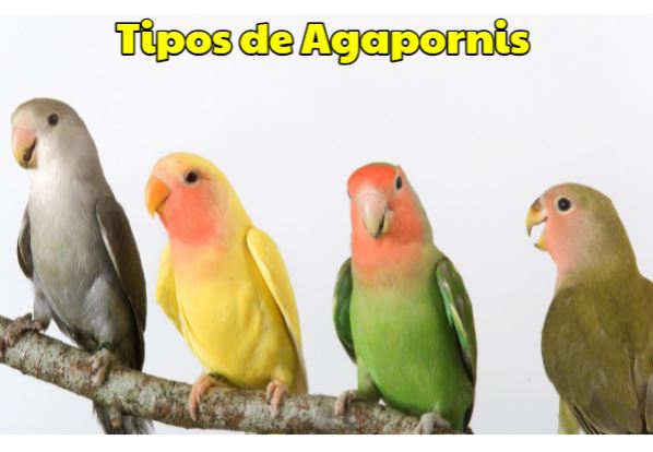 todos los tipos de agapornis