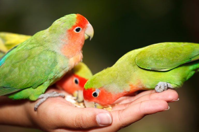 trucos para saber la edad de un agapornis, como saber la edad de los inseparables