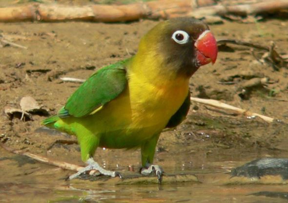 cuales son las especies de agapornis mas sociales, cual es la raza de agapornis mas sociables