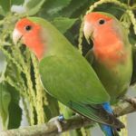 cuales son los tipos de agapornis mas populares