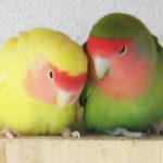 cuando alcanzan la madurez sexual los agapornis o inseparables