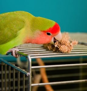 cuantas veces debe comer un agapornis, cuantas veces hay que darle comida a un agapornis