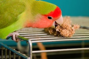 cuantas veces debe comer un agapornis, cuantas veces hay que darle comida a un agapornis