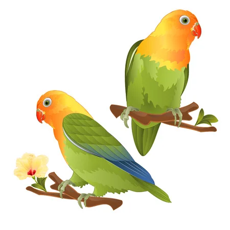 dibujo de agapornis