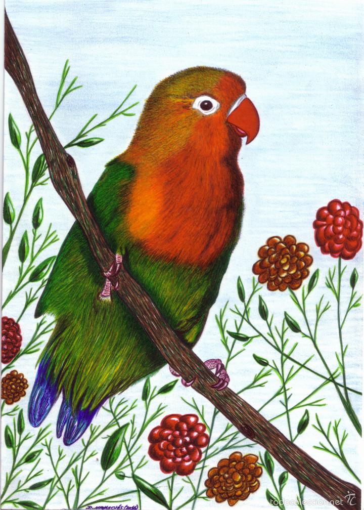 dibujos de agapornis para imprimir