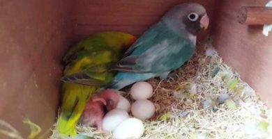 huevos de agapornis, todo sobre la puesta, incubación y cuidados de los huevos de agapornis