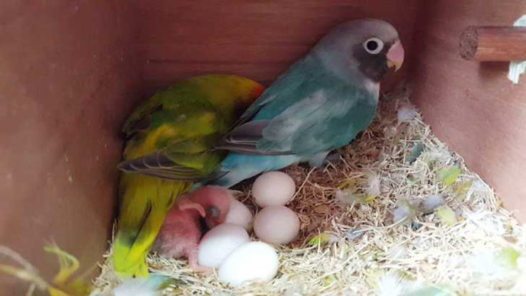 huevos de agapornis, todo sobre la puesta, incubación y cuidados de los huevos de agapornis