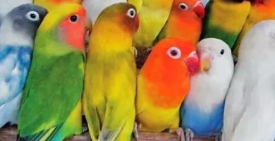 lo que necesitas saber antes de adoptar un agapornis