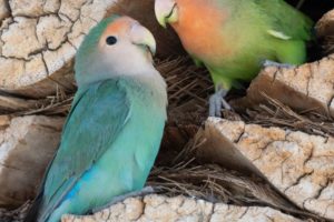 los agapornis pueden comer pan