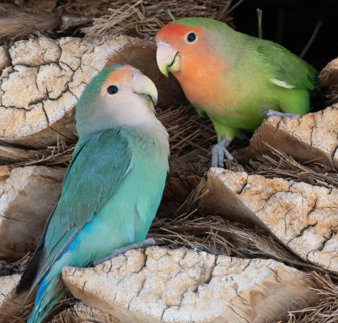 los agapornis pueden comer pan