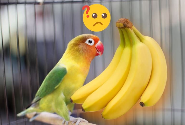 los agapornis pueden comer plátanos