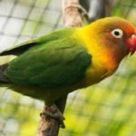 los agapornis son buenas mascotas