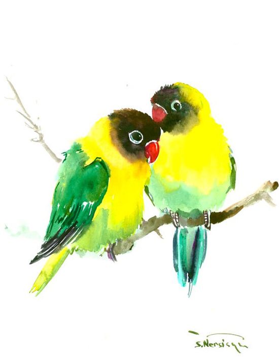 mejores dibujos de agapornis