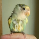 por que tiemblan los agapornis