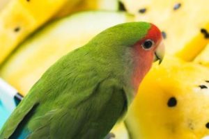 que frutas no pueden comer los agapornis, frutas prohibidas para los agapornis, frutas tóxicas para agapornis inseparables