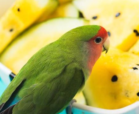 que frutas no pueden comer los agapornis, frutas prohibidas para los agapornis, frutas tóxicas para agapornis inseparables