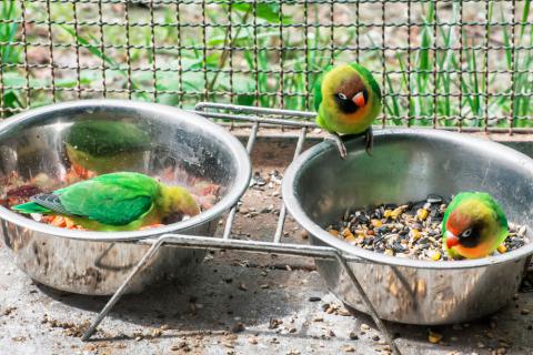 que frutos secos pueden comer los agapornis