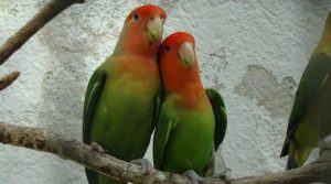 que pasa si se muere la pareja de un agapornis