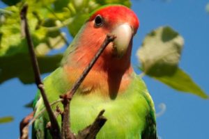 que temperatura pueden soportar los agapornis, cual es la temperatura ideal para los inseparables