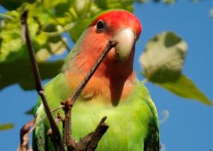 que temperatura pueden soportar los agapornis, cual es la temperatura ideal para los inseparables