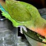 que verduras pueden comer los agapornis