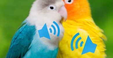 sonido de los agapornis