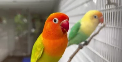 videos de inseparables agapornis