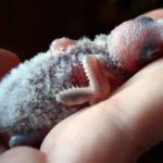 cuanto tardan los periquitos australianos en salir del nido