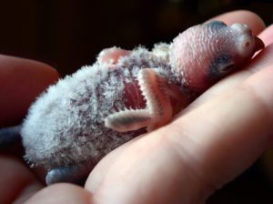 cuanto tardan los periquitos australianos en salir del nido