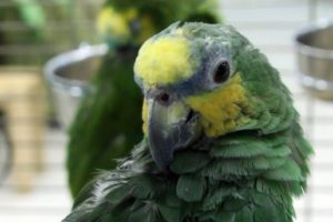 es malo dormir con un loro en la habitacion