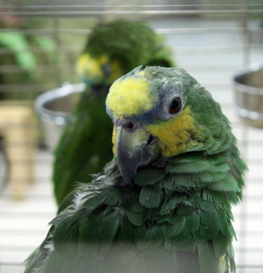 es malo dormir con un loro en la habitacion