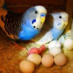 es malo ver o tocar los huevos de periquitos australianos