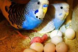 es malo ver o tocar los huevos de periquitos australianos