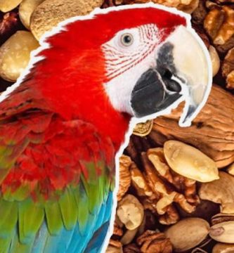 los loros pueden comer almendras