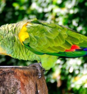 los loros pueden comer alpiste