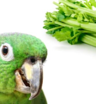 los loros pueden comer apio