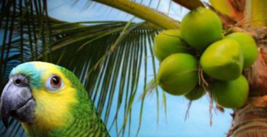 los loros pueden comer coco
