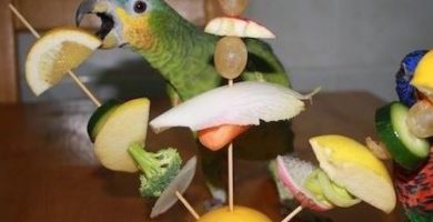 los loros pueden comer duraznos