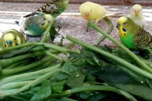 los loros pueden comer espinacas