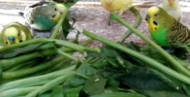los loros pueden comer espinacas