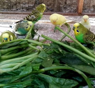 los loros pueden comer espinacas