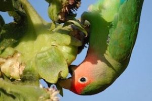 los loros pueden comer eucalipto