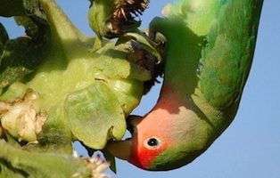 los loros pueden comer eucalipto