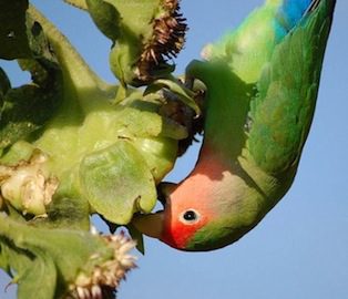 los loros pueden comer eucalipto