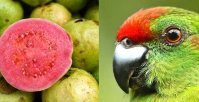 los loros pueden comer guayaba