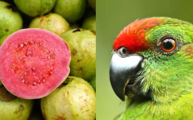 los loros pueden comer guayaba