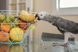 los loros pueden comer kiwi