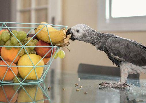 los loros pueden comer kiwi